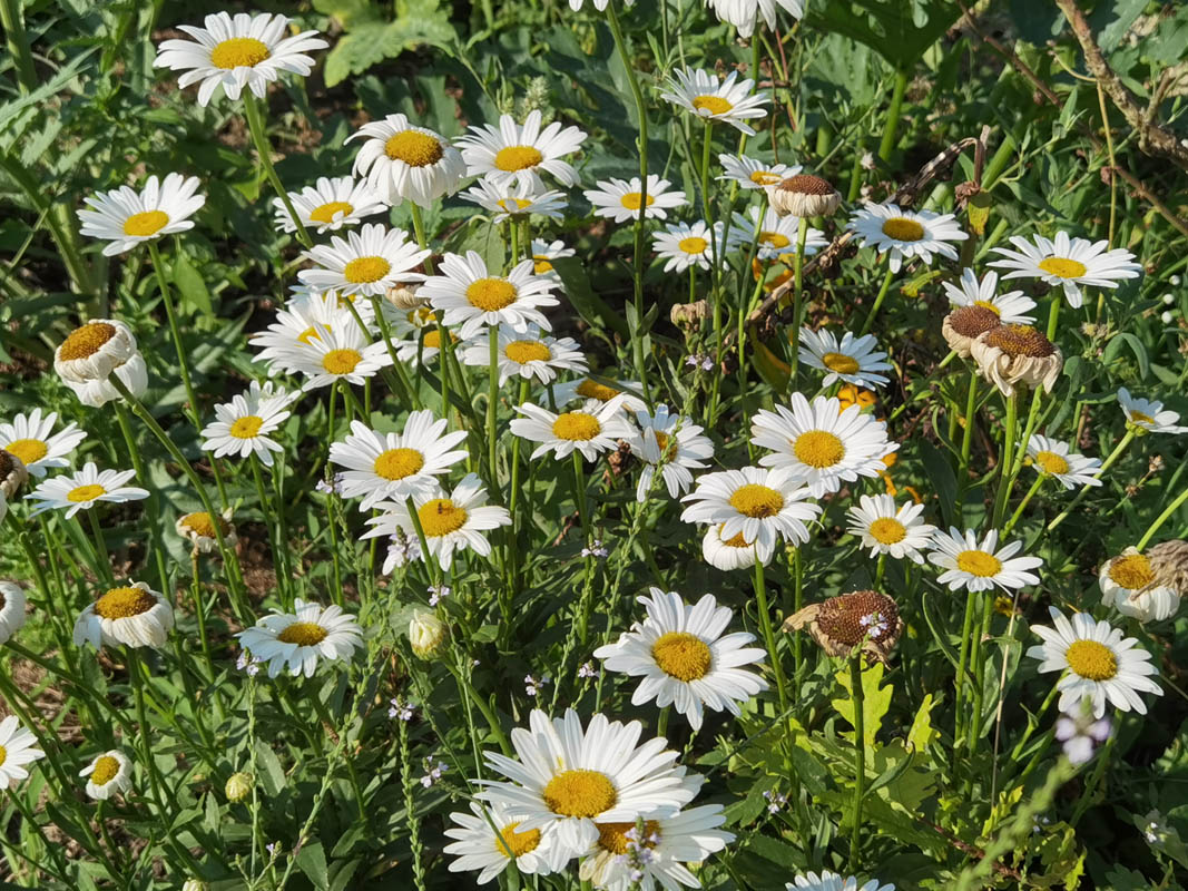 Leucanthemum x superbum